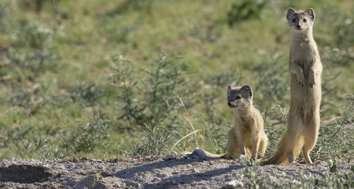 Yellow mongoose in etosha, a national park of namibia