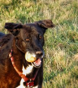 Close-up portrait of dog on field
