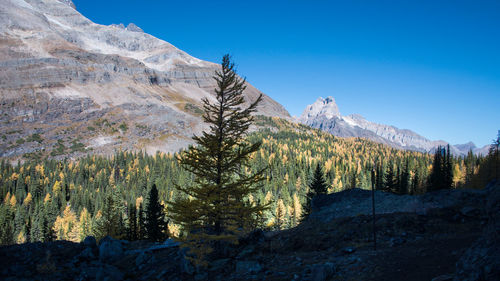 Pine trees on snowcapped mountains against blue sky