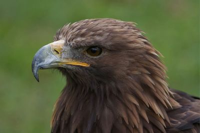 Close-up of a bird