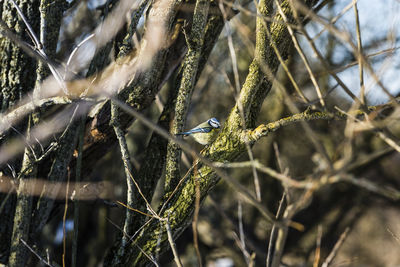 Close-up of bird perching on branch