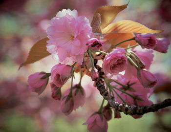 Close-up of pink cherry blossoms in spring