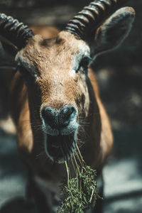 Close-up portrait of deer