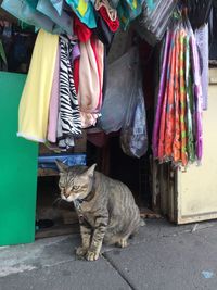 Cat sitting at market