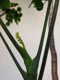 Close-up of wet plant