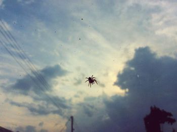 Low angle view of spider against sky