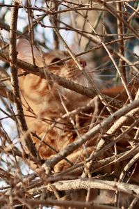 Close-up of bird perching on plant