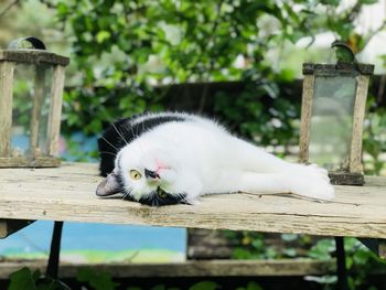Black and white cat lying on an old table against a background of vines
