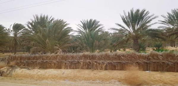 Scenic view of palm trees on field against sky