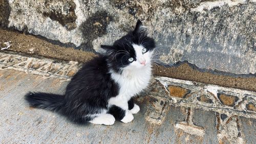 Cat sitting on retaining wall