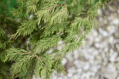 Thuja.  copy space for text.  evergreen.