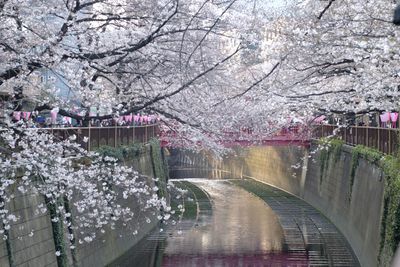 Cherry blossoms against sky