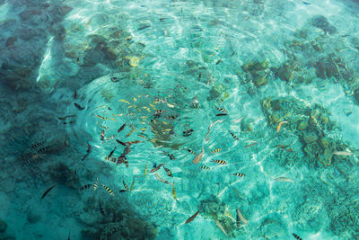 High angle view of turtle in swimming pool