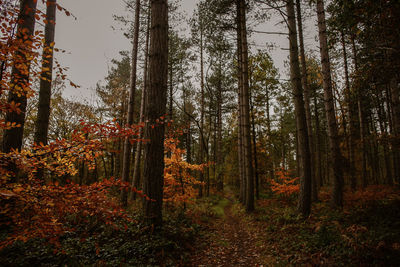 Trees in forest during autumn