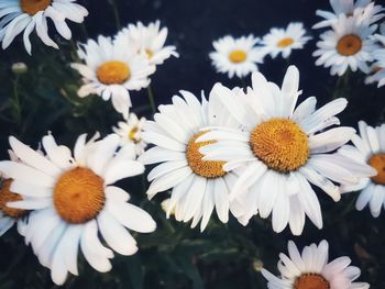 Close-up of white daisy flowers