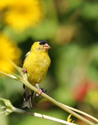 Close-up of bird perching on leaf