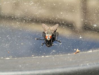 Close-up of spider