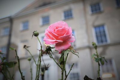 Close-up of pink flowers blooming outside house