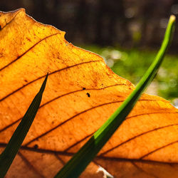 Close-up of yellow maple leaf