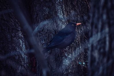 Close-up of bird perching on tree trunk