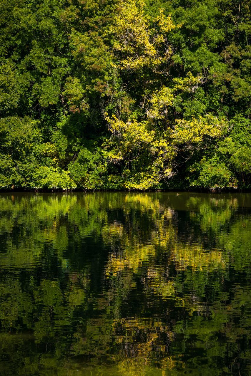 TREES BY LAKE IN FOREST