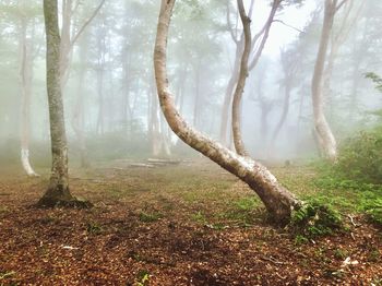 Trees in forest