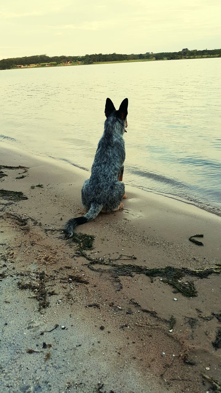 DOG ON BEACH