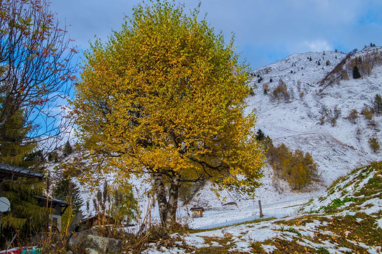 TREES ON SNOW COVERED LANDSCAPE