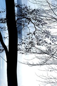 Low angle view of silhouette tree against sky