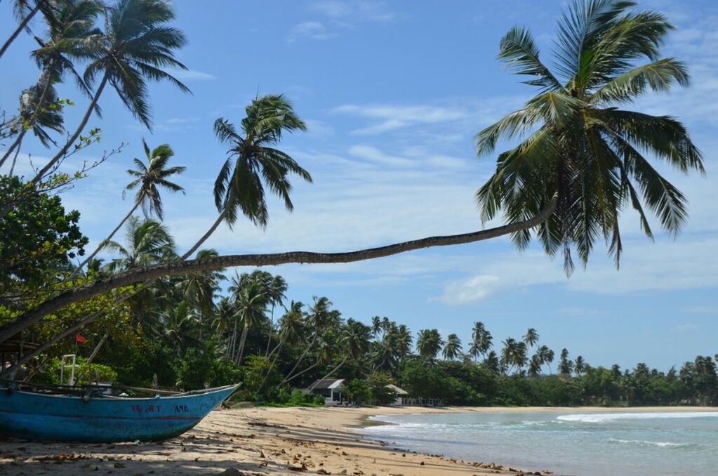 palm tree, tree, water, sea, sky, beach, tranquility, tranquil scene, scenics, beauty in nature, nature, horizon over water, tropical climate, shore, nautical vessel, cloud - sky, growth, transportation, coconut palm tree, boat