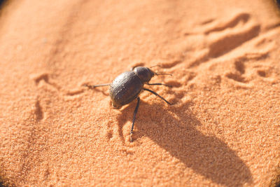 High angle view of insect on sand