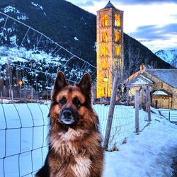 Portrait of golden retriever on snow against sky