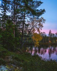 Trees by lake in forest against sky