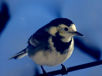 Close-up of bird perching outdoors