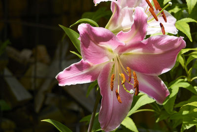 Close-up of pink day lily blooming outdoors