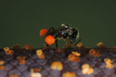 Close-up of insect on leaf