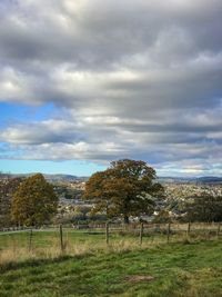 Trees on field against sky