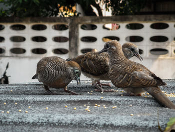 Close-up of birds on the street