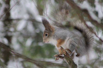 Close-up of squirrel on tree