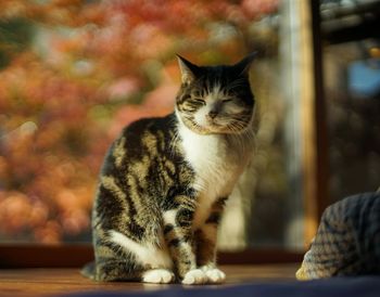 cat
