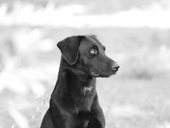 Close-up of a dog looking away