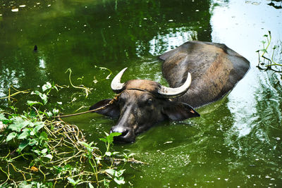 High angle view of water buffalo swimming in lake