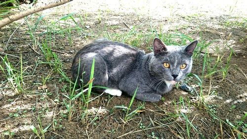 Portrait of cat sitting on grass