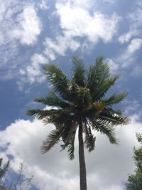 Low angle view of palm tree against sky