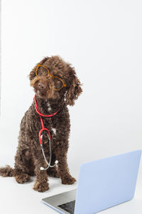 Dog sitting on white background