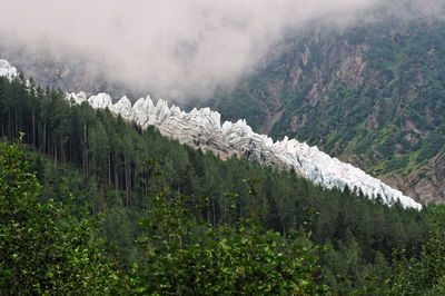 Panoramic view of land and trees in forest