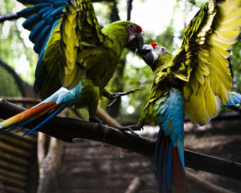 View of birds perching on branch