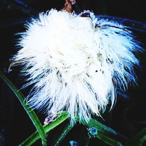 Close-up of white flower at night