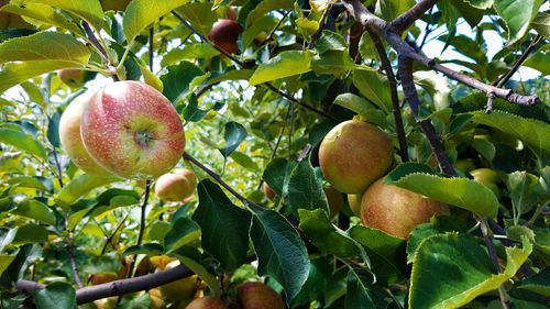 Close-up of apples growing on tree