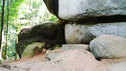 Close-up of snake on rock